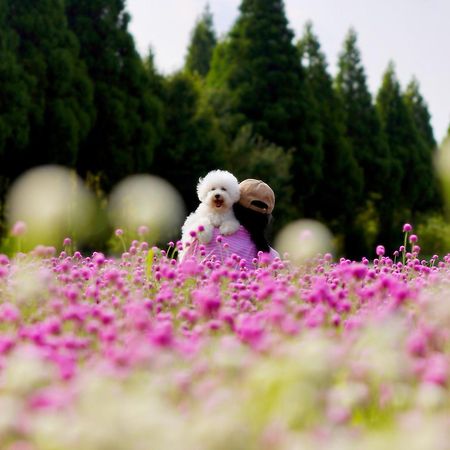 くじゅう花公園　キャンピングリゾート花と星 Kuju 外观 照片