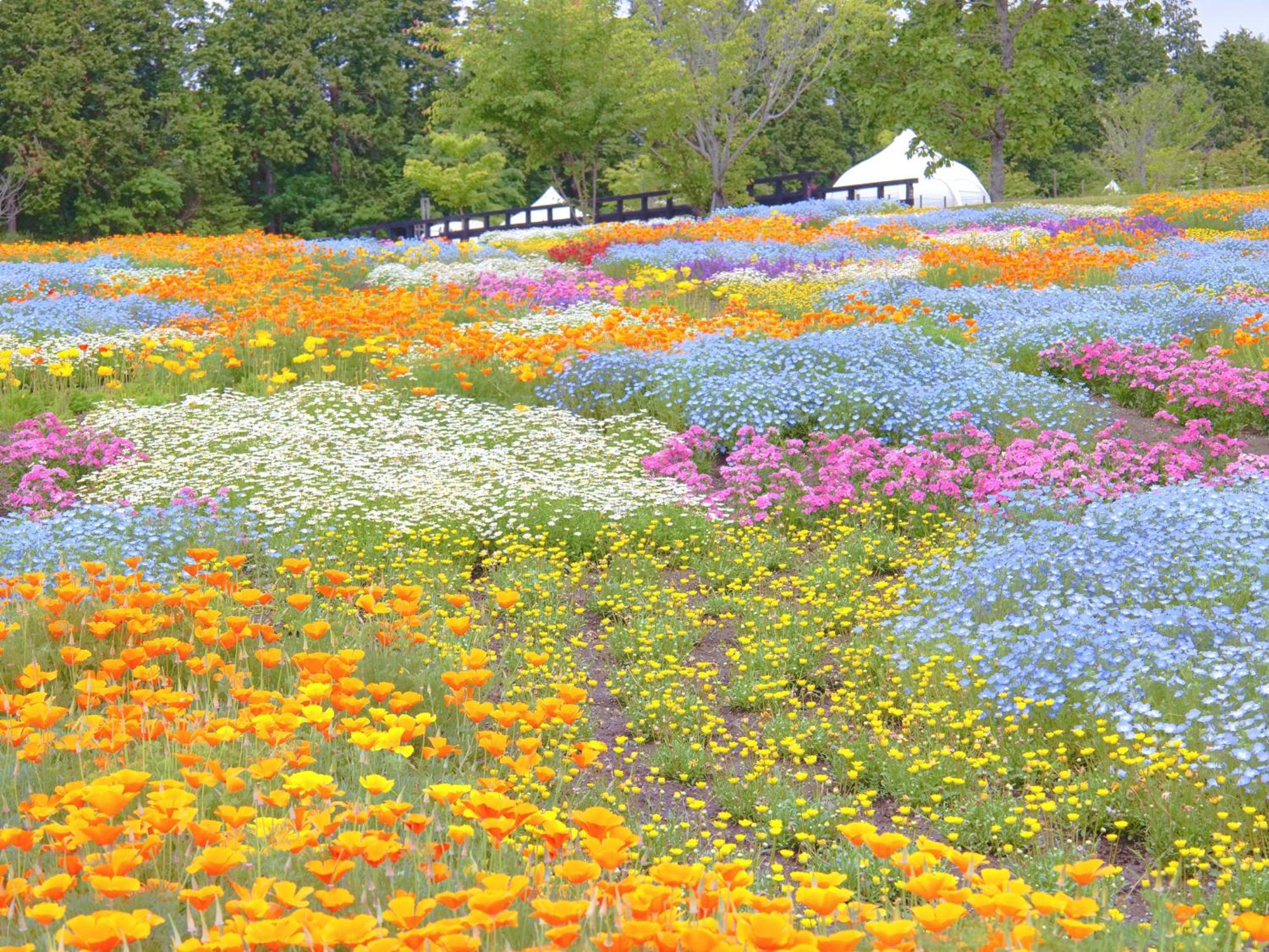 くじゅう花公園　キャンピングリゾート花と星 Kuju 外观 照片