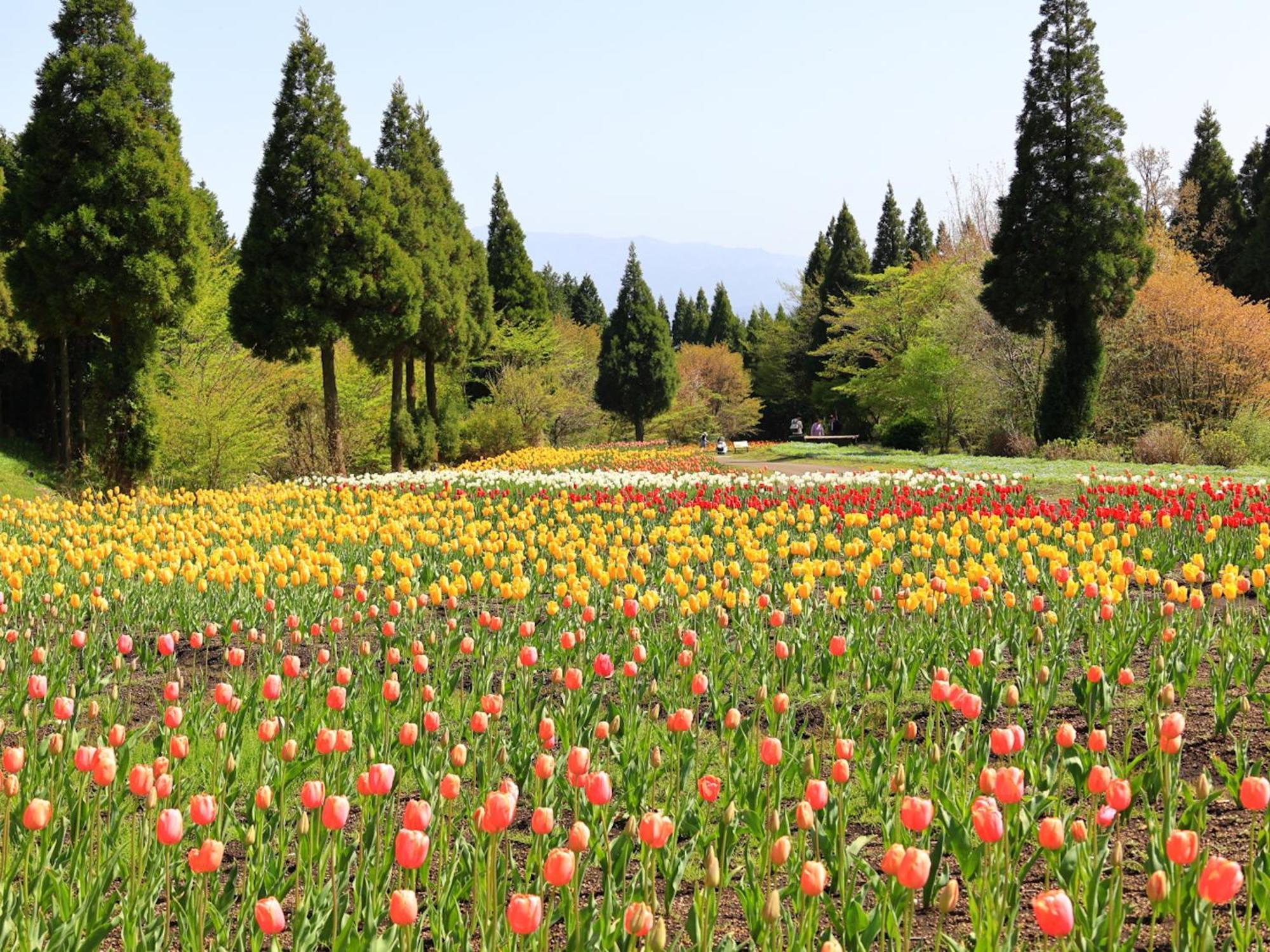 くじゅう花公園　キャンピングリゾート花と星 Kuju 外观 照片