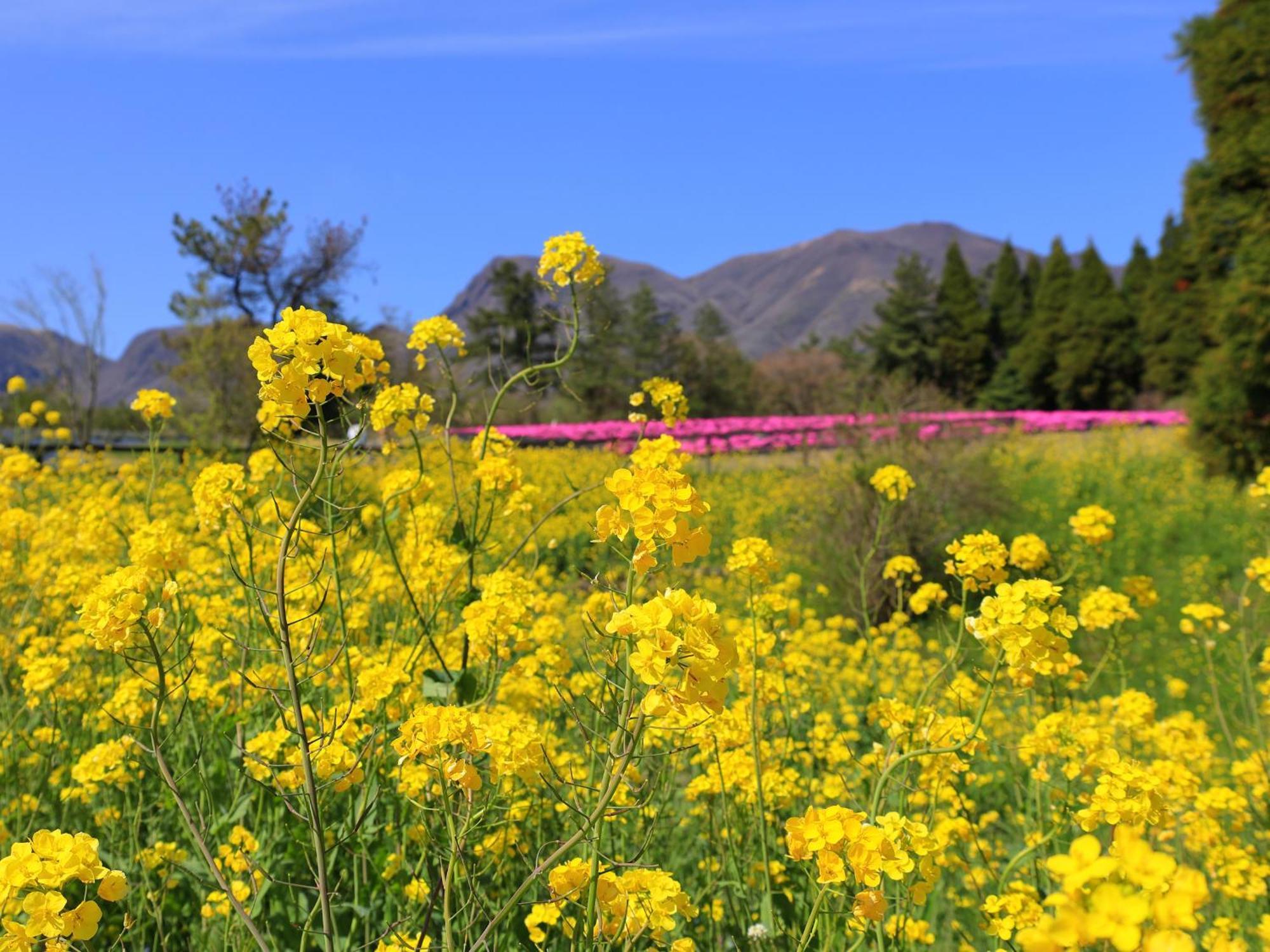 くじゅう花公園　キャンピングリゾート花と星 Kuju 外观 照片