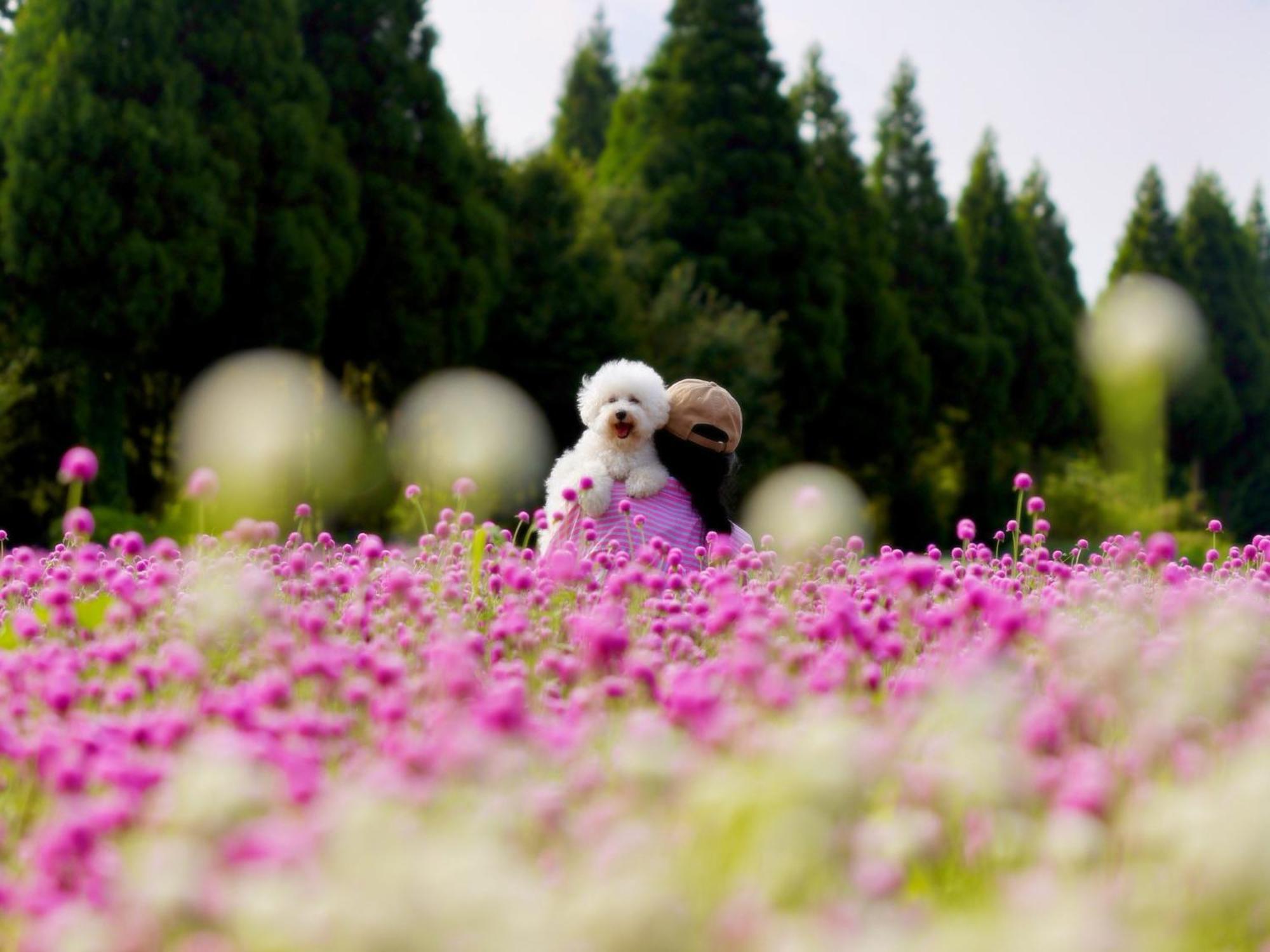 くじゅう花公園　キャンピングリゾート花と星 Kuju 外观 照片