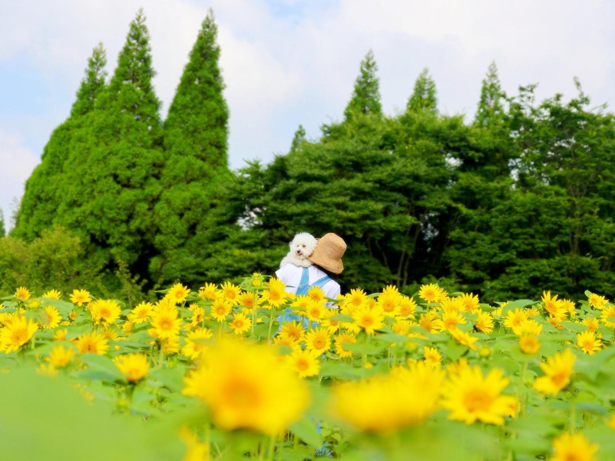 くじゅう花公園　キャンピングリゾート花と星 Kuju 外观 照片